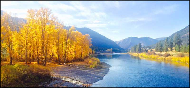 Beautiful fall day with the cottonwoods turning yellow in a brilliant light on the banks looking up the pristine blue water of the Clark Fork River.