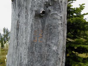 8 7 02 DATE   INITALS CARVED IN SNAG