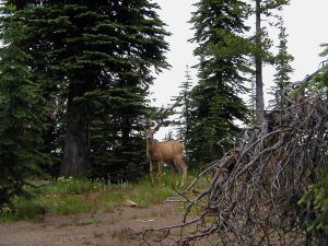 8 7 02 DEER ABOVE MISSOULA LK 1