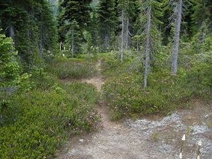 8 7 02 OLD IRON MTN TRAIL   ST LINE MILE 185.814 TO ILL GULCH