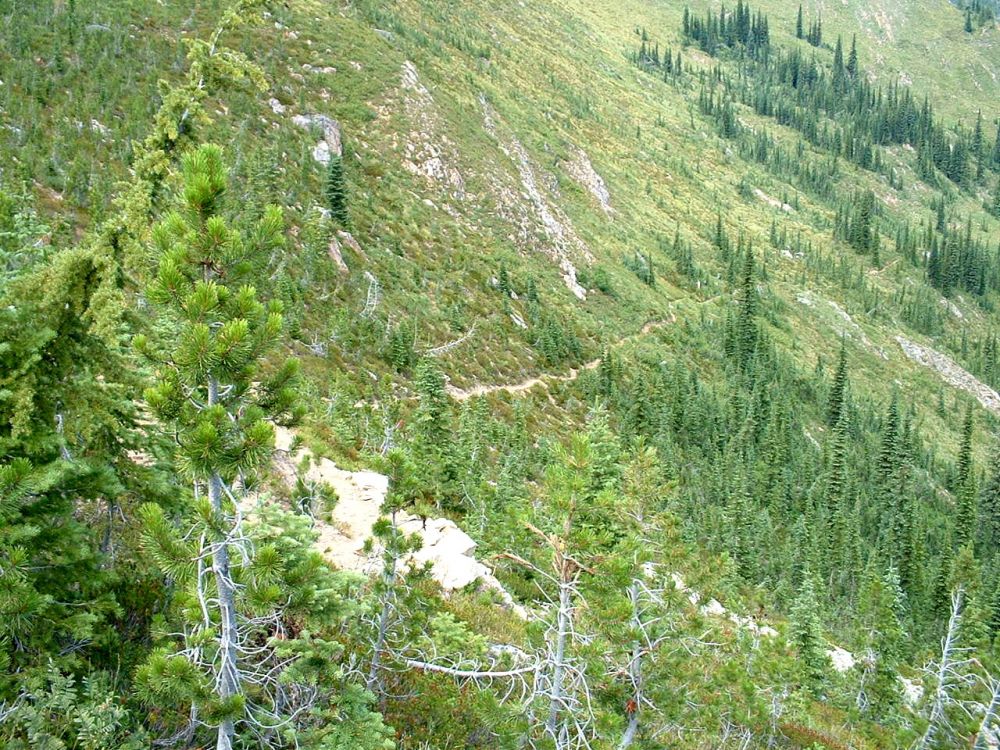 BONANZA LK. TRAIL SWITCH BACK