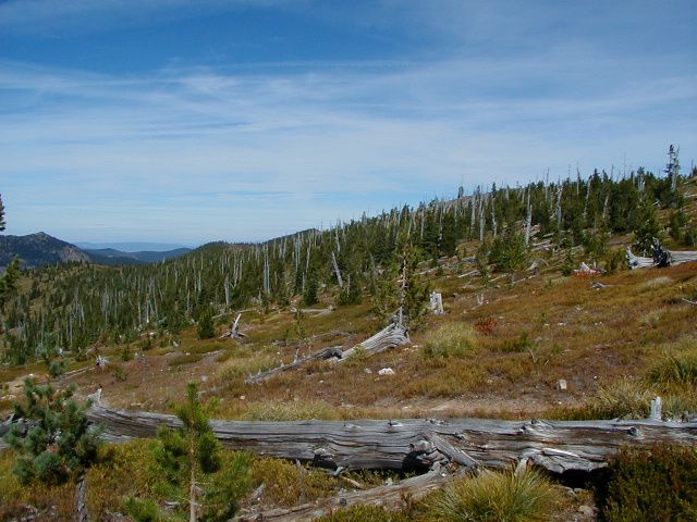 P9200017 Snags above trail