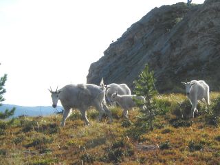 Mountain Goats above0001