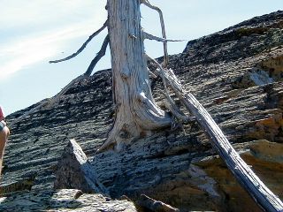 P6230011 tree in rock